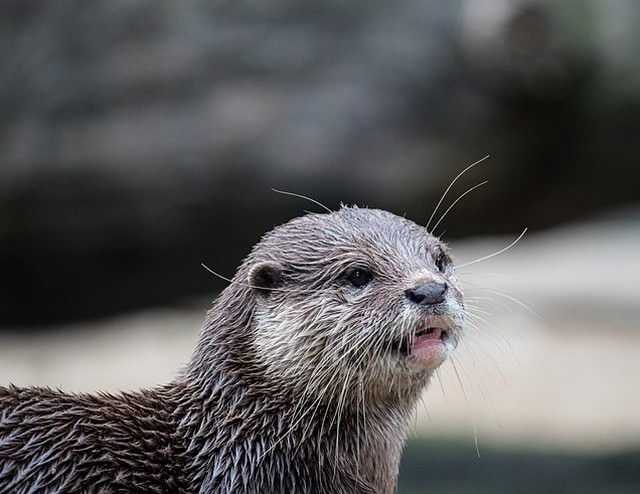 水から陸へ上がったカワウソ
